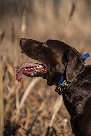 Stealth Camo BioThane® Collar