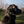 Stealth Camo Alpha Cobra Buckle E Collar Strap (Bungee)