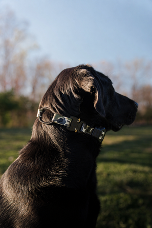 Stealth Camo Alpha Cobra Buckle E Collar Strap (Bungee)