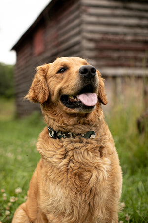 Arctic Camo Collar