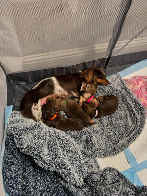 Adjustable Breakaway Waterproof Whelping Puppy Collars