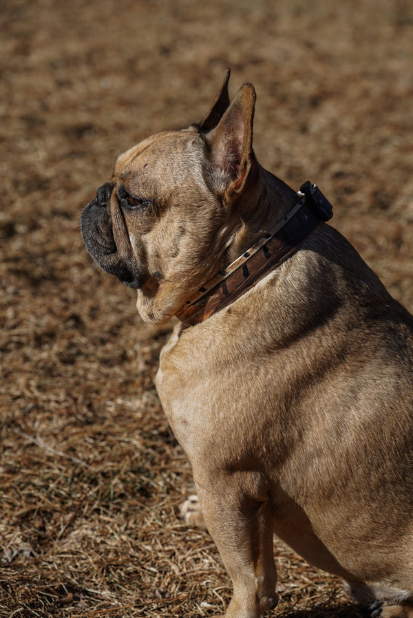 Pheasant Feather BioThane® Collar