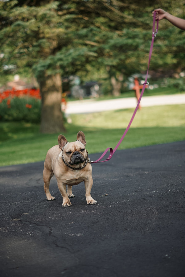 The Hiker BioThane® Hands Free Leash