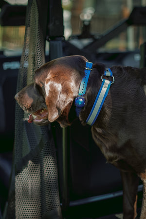 Upland Reflective O Ring Collar