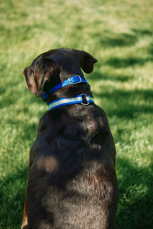 Upland Reflective O Ring Collar