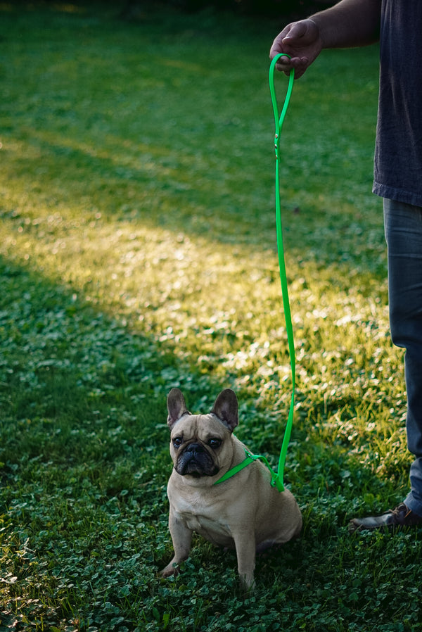 The Seneca BioThane® Slip Leash