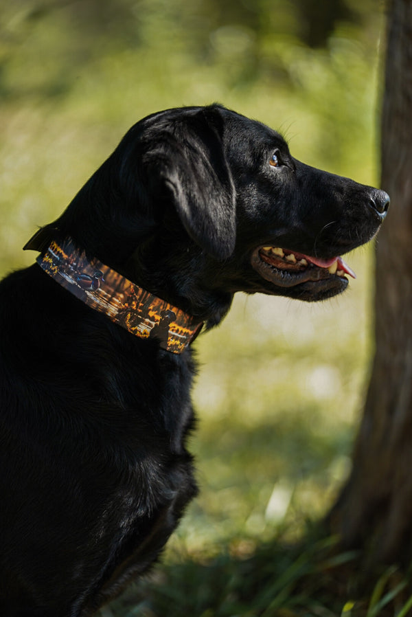 Black Lab & Wood Duck Collar