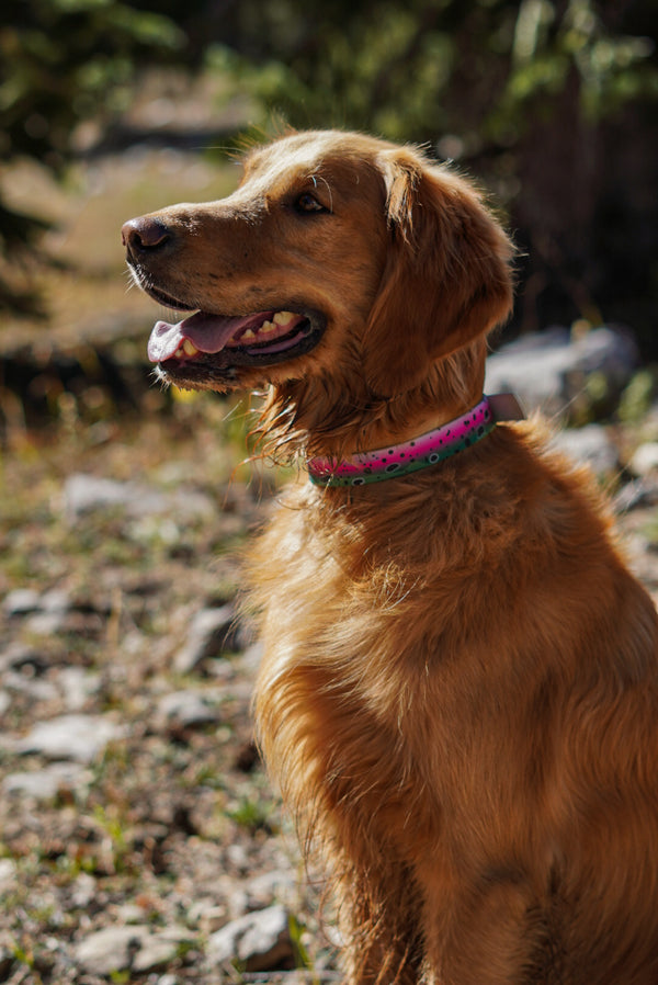 Rainbow Trout BioThane® Collar