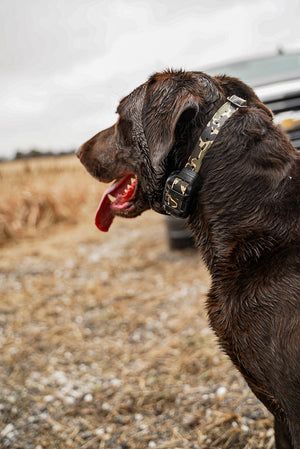 Stealth Camo Alpha Cobra Buckle E Collar Strap (Bungee)