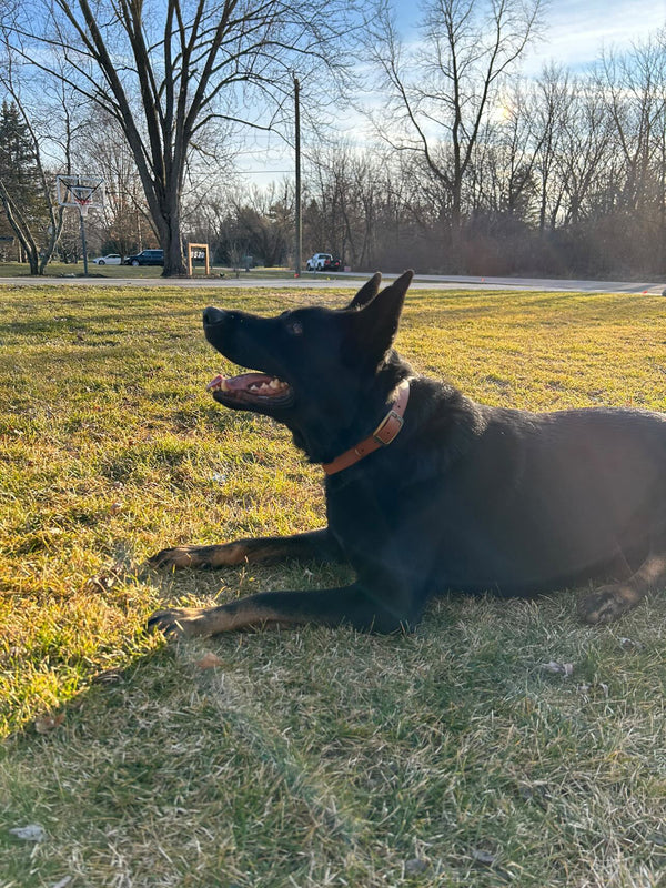 The Denali BioThane® Collar