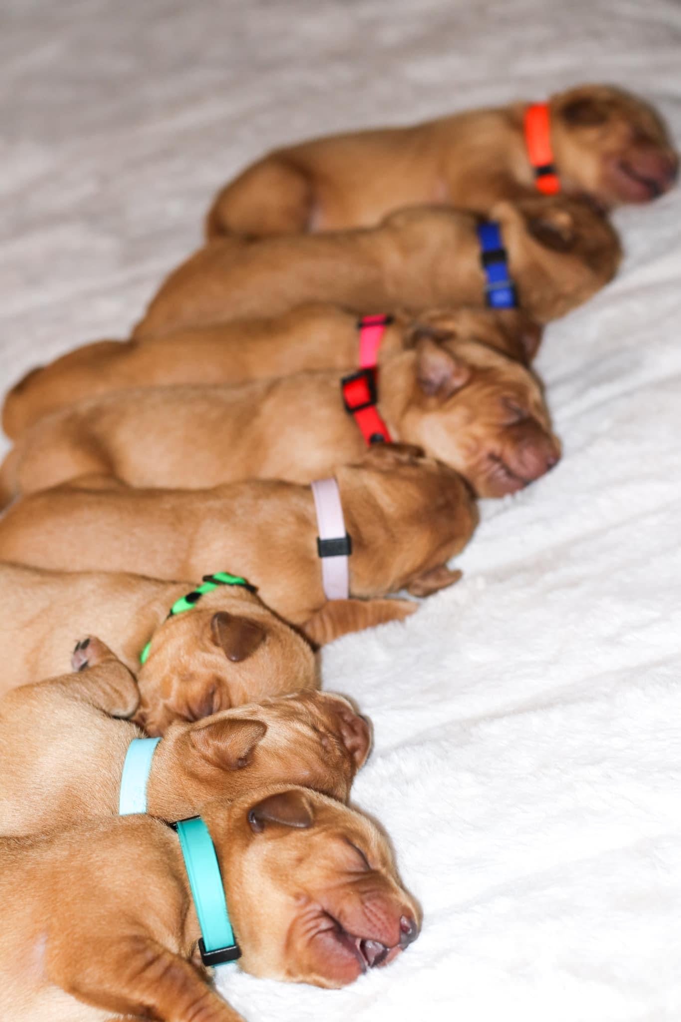 Fashion puppy whelping collars