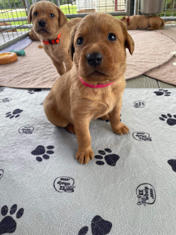 Adjustable Breakaway Waterproof Whelping Puppy Collars