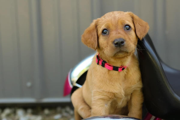 Adjustable Breakaway Waterproof Whelping Puppy Collars