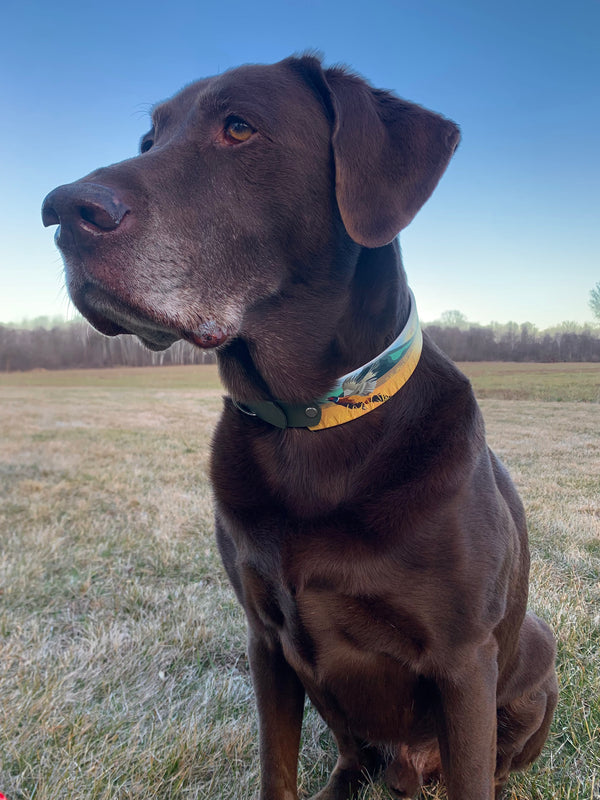 Chocolate Lab & Pheasant BioThane® Collar (Green Version)