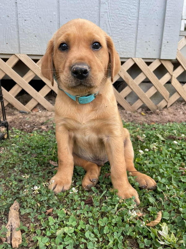 Whelping Puppy Collar and Go Home Collar Bundle