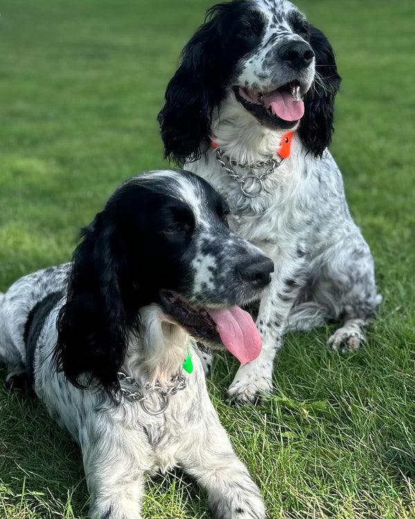 Martingale BioThane® Collar (The Timber)