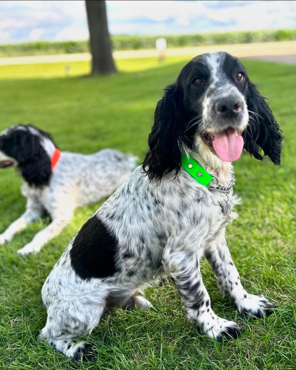 Martingale BioThane® Collar (The Timber)