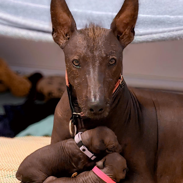 Adjustable Breakaway Waterproof Whelping Puppy Collars