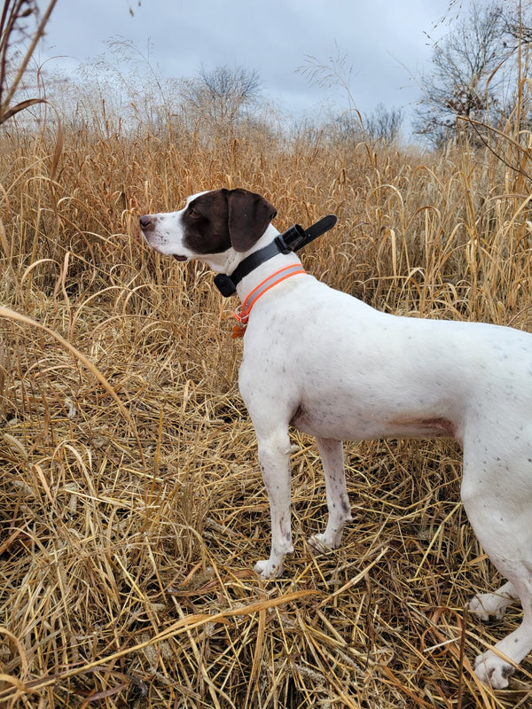 The Beretta Reflective BioThane® Collar