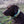 Chocolate Lab & Pheasant BioThane® Collar (Green Version)