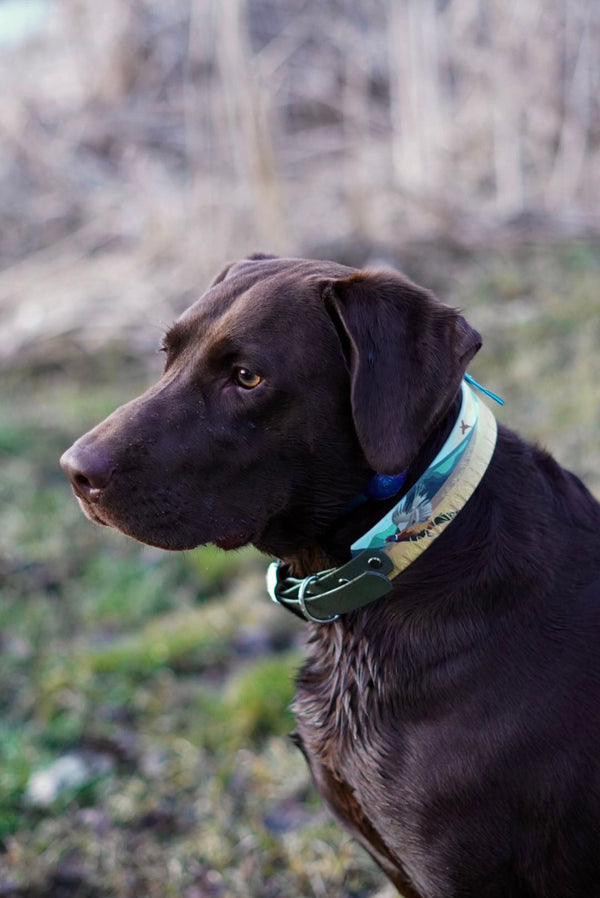 Chocolate Lab & Pheasant BioThane® Collar (Green Version)